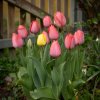 Bauerngarten 16.04.2025