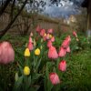 Bauerngarten 16.04.2025