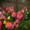 Bauerngarten 16.04.2025