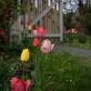 Bauerngarten 16.04.2025