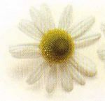 Kamille (Matricaria recutita)